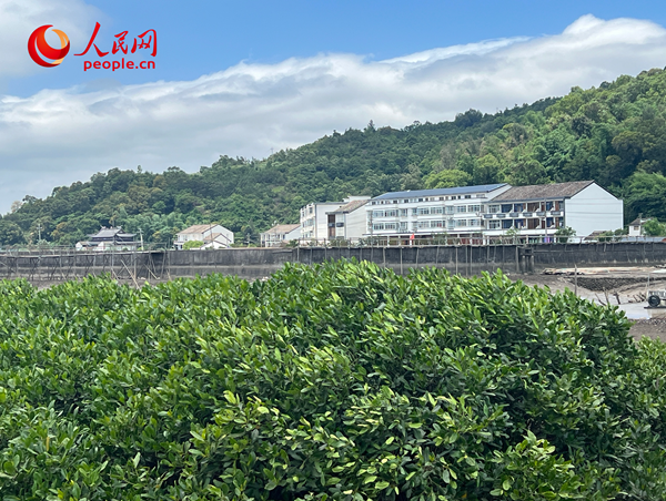 紅樹林郁郁蔥蔥。人民網(wǎng) 歐陽易佳攝